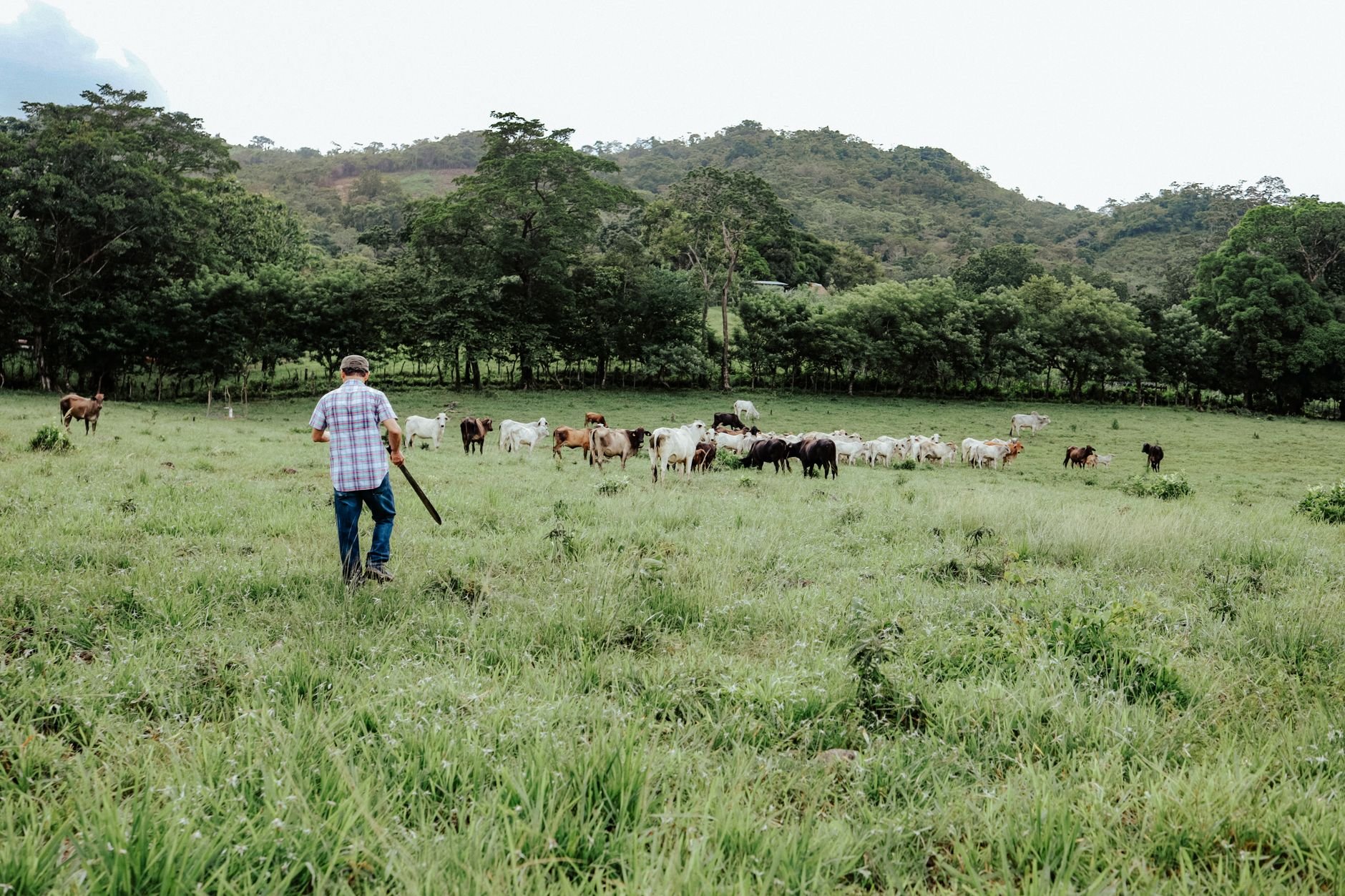 A farmer guiding cattle through a lush scenic pasture with mountains in the distance.