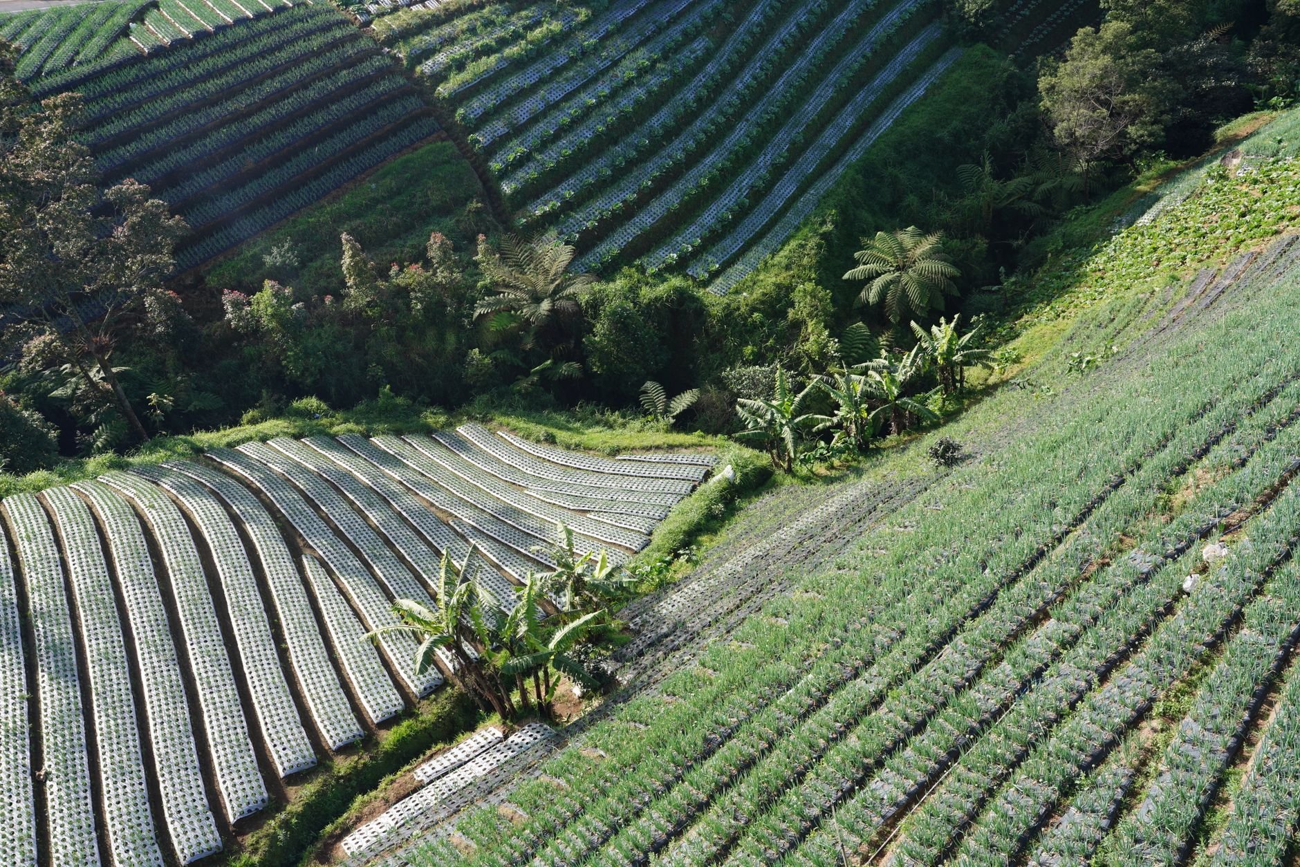 Aerial view of lush green terraced farmland fields.