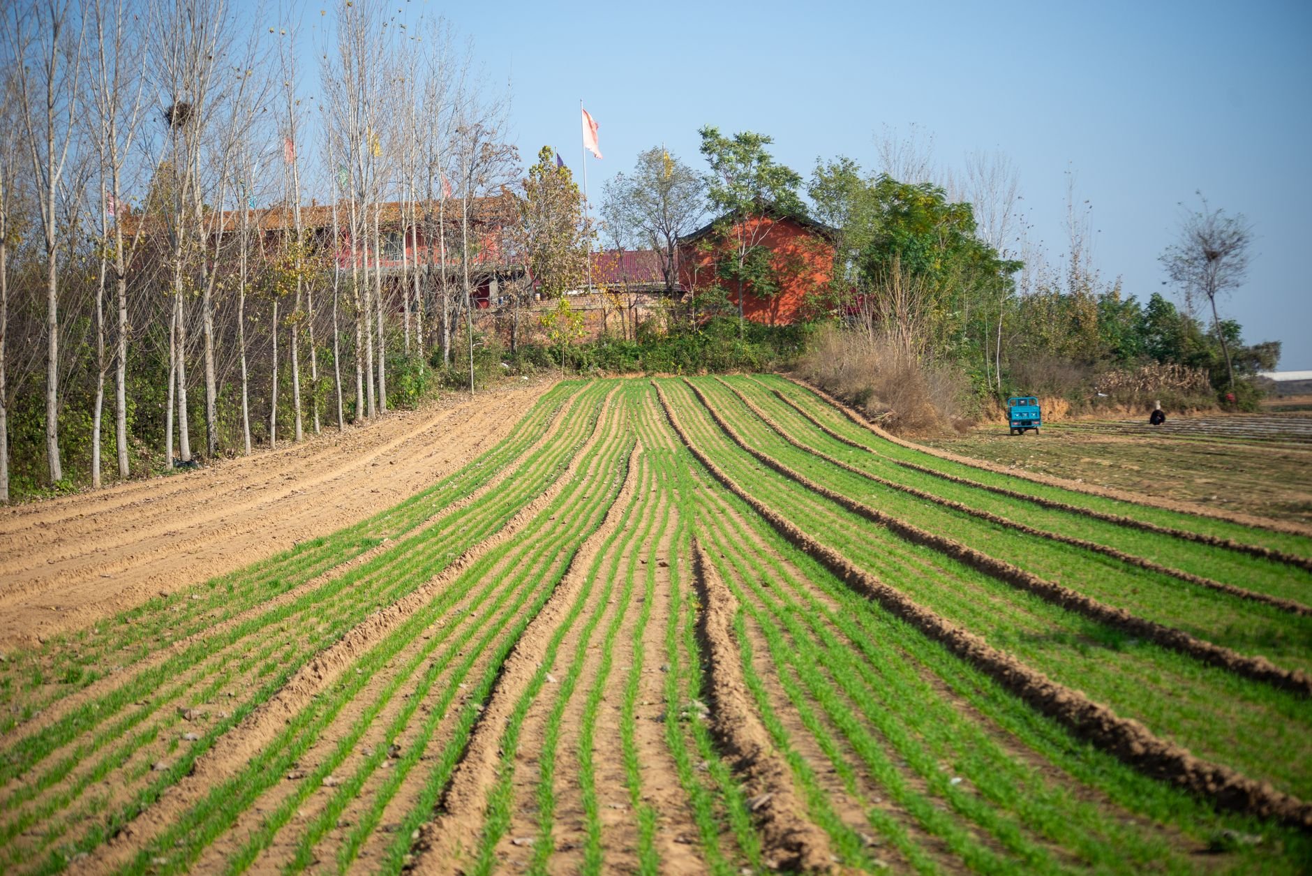 Idyllic farmland with green crop rows and trees in spring sunshine.