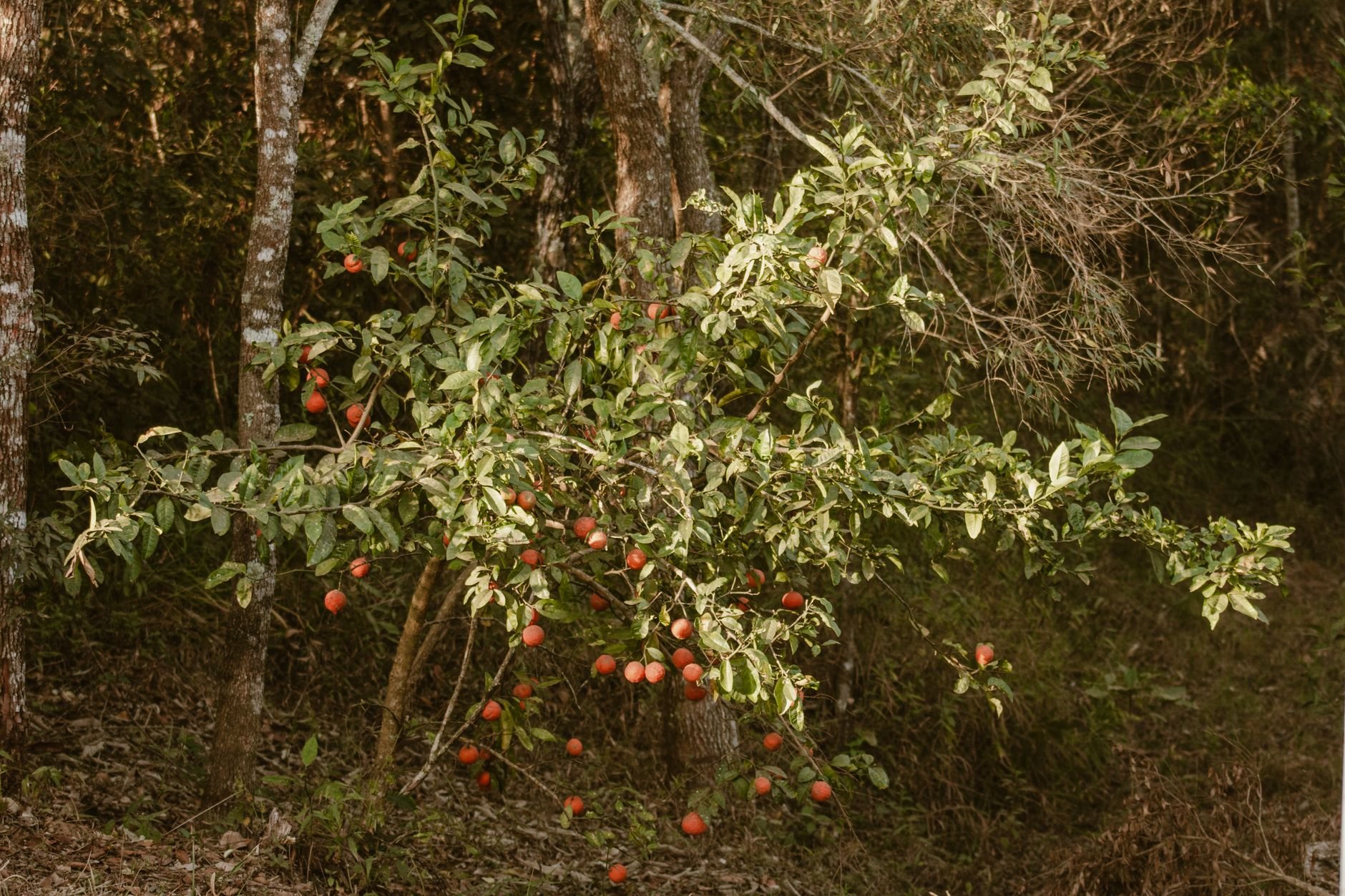 A vibrant apple tree bearing fruit in a natural forest setting.