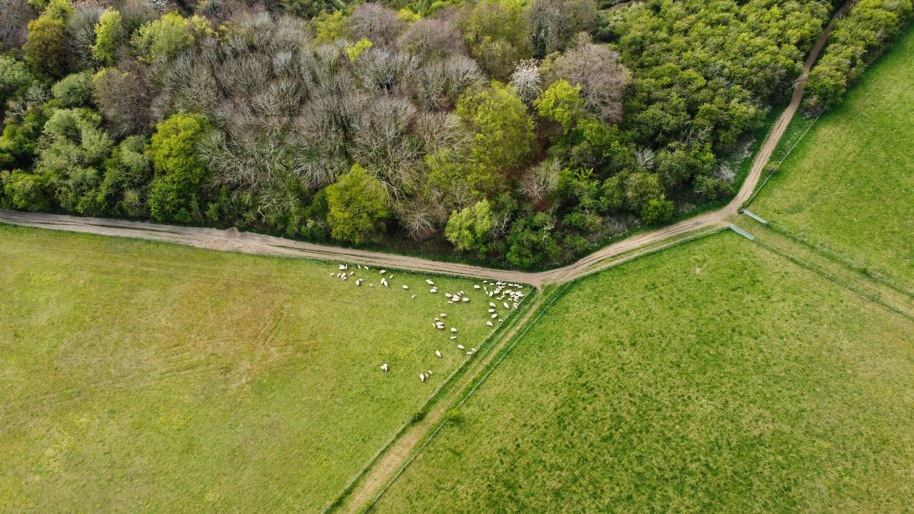 Aerial photograph of sheep grazing in green fields beside lush woodland.
